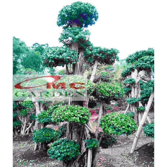 Bonsai Beringin Korea Mini Dolar Bibit Stek Batang Tanaman BK-SB-1020