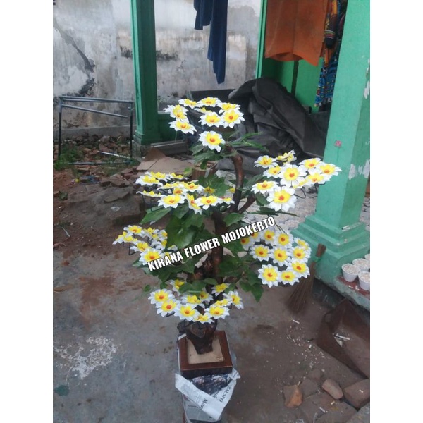 Bunga jumbo bunga sudut COD+pot