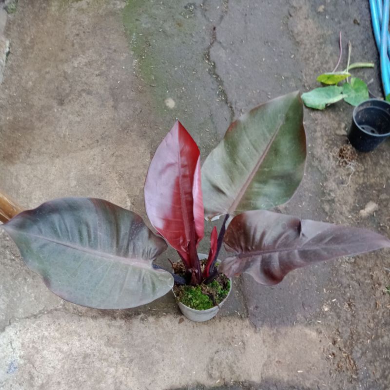 philodenron black kardinal