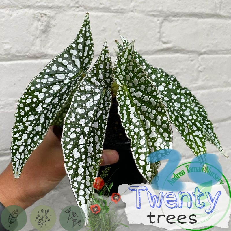 Tanaman Hias Begonia White Ice - Begonia Polkadot Putih / Tanaman hias hidup / tanaman hias / tanama