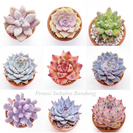 Kaktus Sukulen PILIH gratis POT sekulen mini cactus tanaman hias asli *bukan plastik artificial