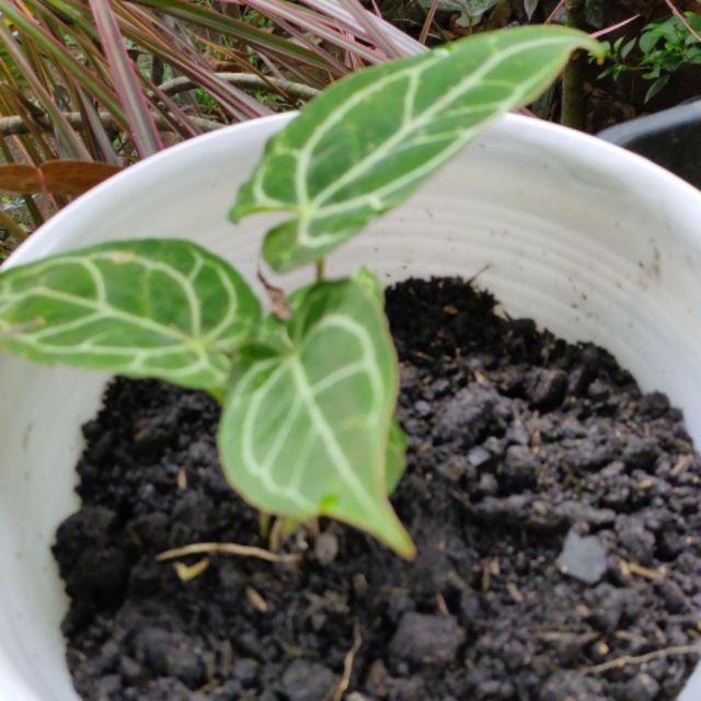 Tanaman Hias Bibit Kuping Gajah - Kuping Gajah