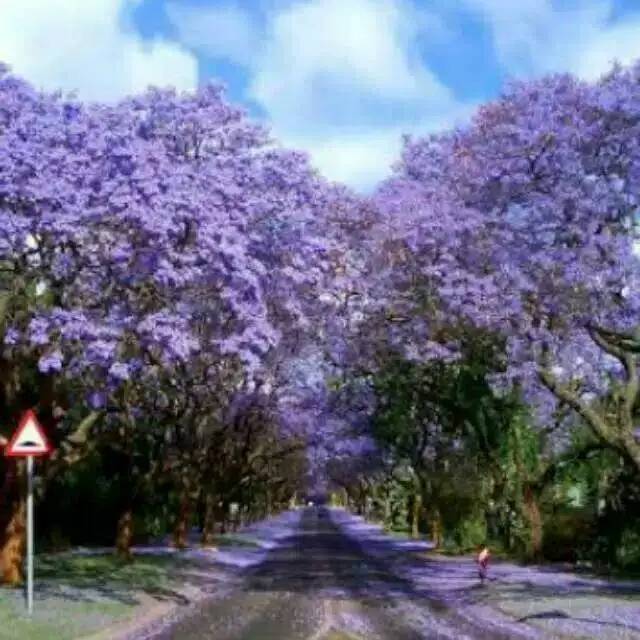 Tanaman Hias Bibit Tabebuya Bunga Ungu - Bibit Tabebuya - Bunga tabebuya