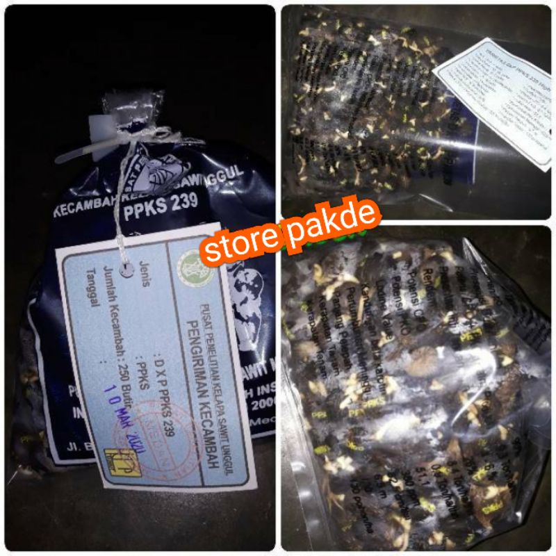 kecambah sawit ppks 239 bersertifikat