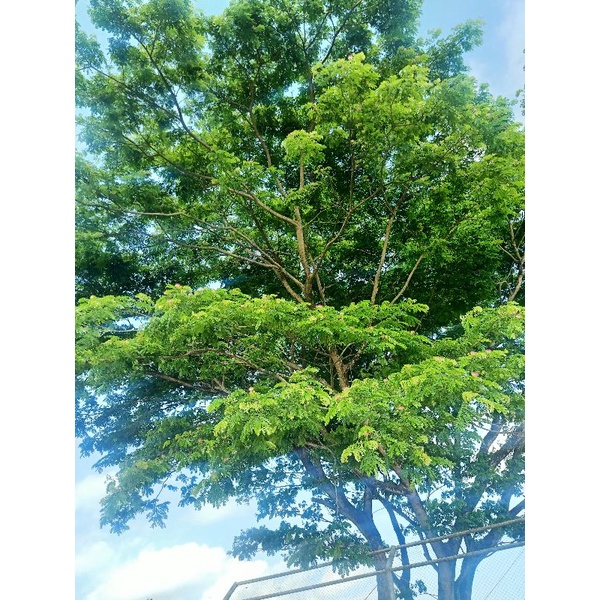 

link co pesanan madu