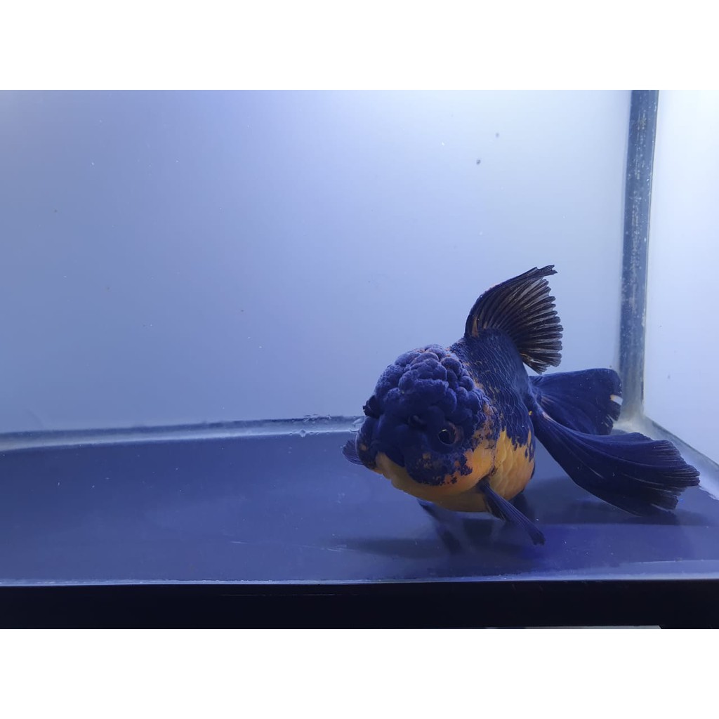 

ikan koki oranda rose tail 14cm antik