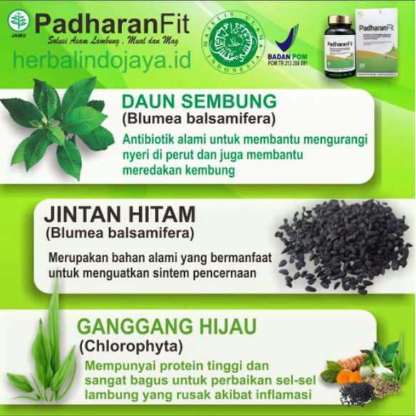 PADHARANFIT | HERBAL ALAMI ATASI ASAM LAMBUNG MUAL DAN MAG | OBAT HERBAL ASAM LAMBUNG | ATASI MUAL | PADHARAN FIT | PADHARANFIT-3