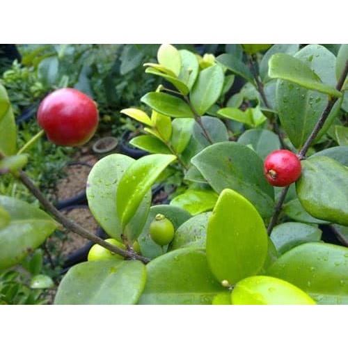 READY BIBIT POHON BEACH CHERRY MERAH - BUAH CERI - TANAMAN BEACH CERI MERAH