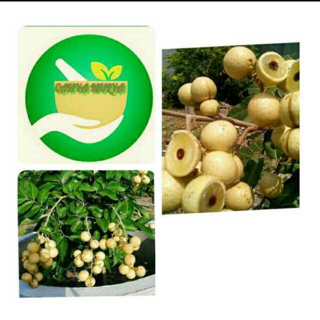 Bibit pohon tanaman buah lengkeng mata lada cepat berbuah dan sudah berbuah