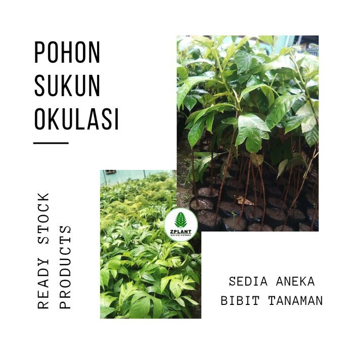Bibit pohon buah sukun - Tanaman buah sukun - Besar