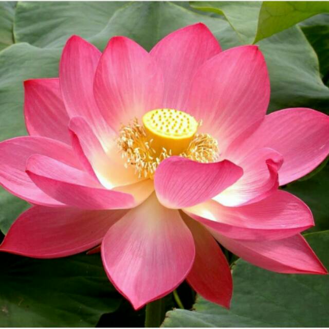 Benih Lotus Pink (Bunga Teratai)