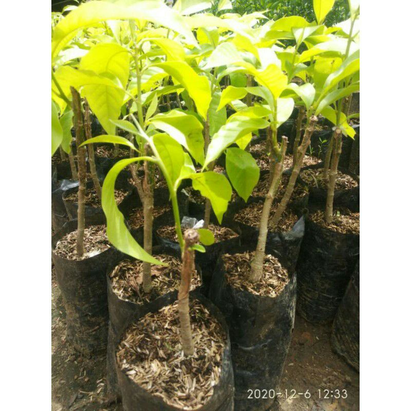 bibit bunga kantil ungu asli