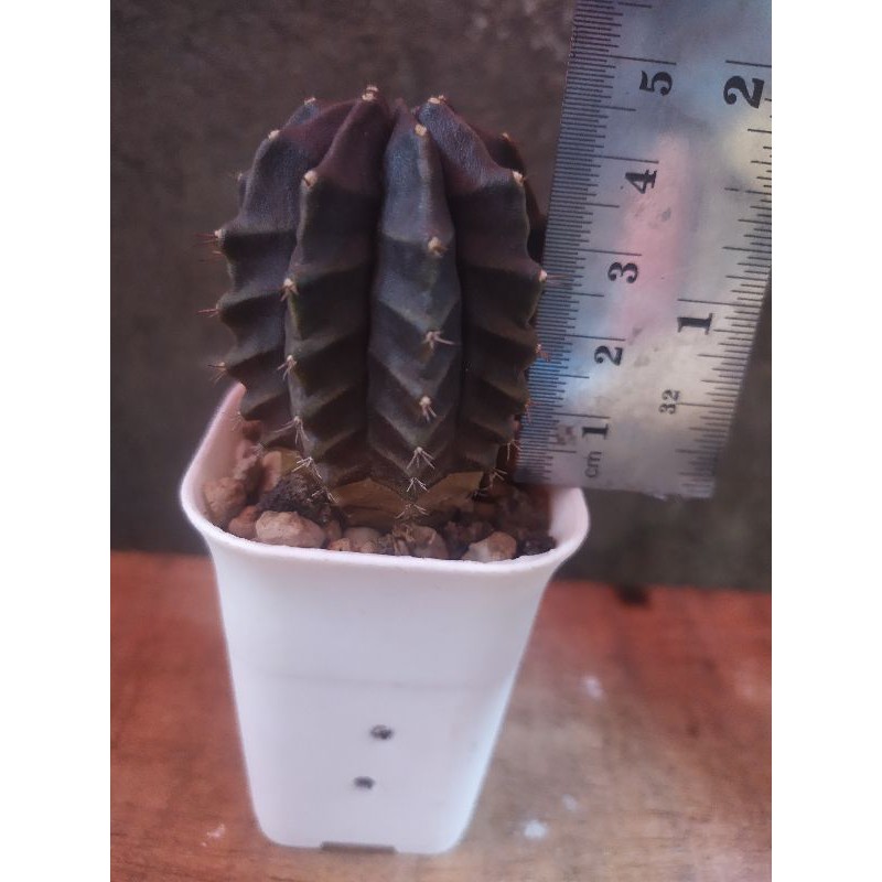 cactus kaktus Mihanovichi Hybrid kaktus miha hybrid