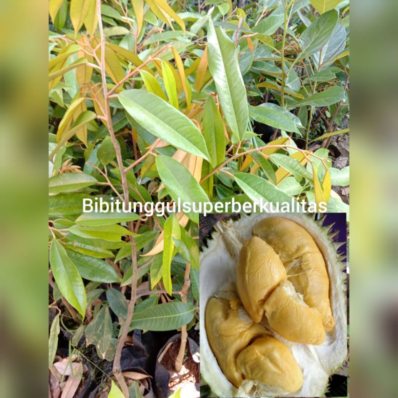 Bibit Durian Montong manis super jumbo