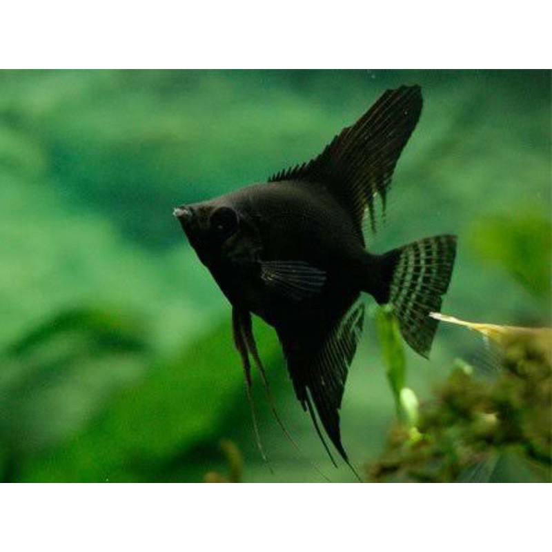 

ikan manfish black angel