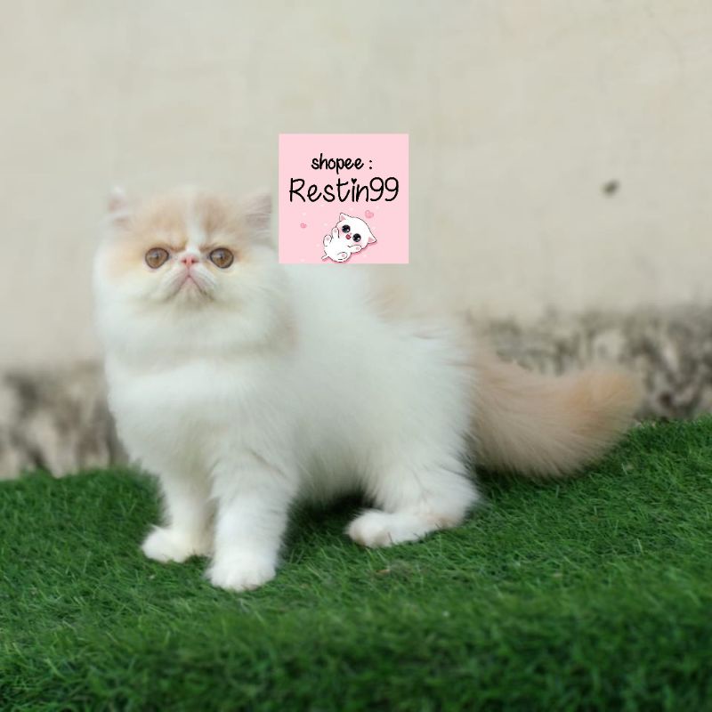 Harga Kucing Persia Peaknose Kitten Terbaru November 2021  BigGo 