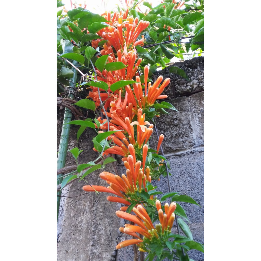 Bunga Flame Vine - Tanaman Hias