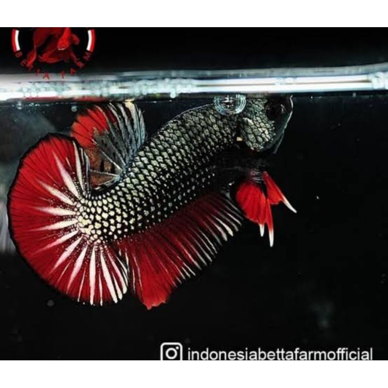 Cooper 100% ORI Cooper uang kembali