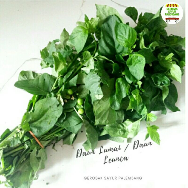 

Daun Lumai Daun Leunca per ikat - Gerobak Sayur Palembang