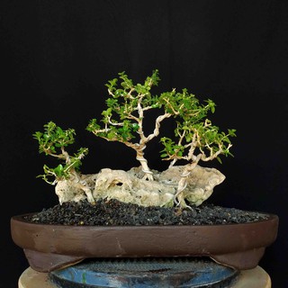 Bahan Bonsai Phusu Batu Shopee Indonesia