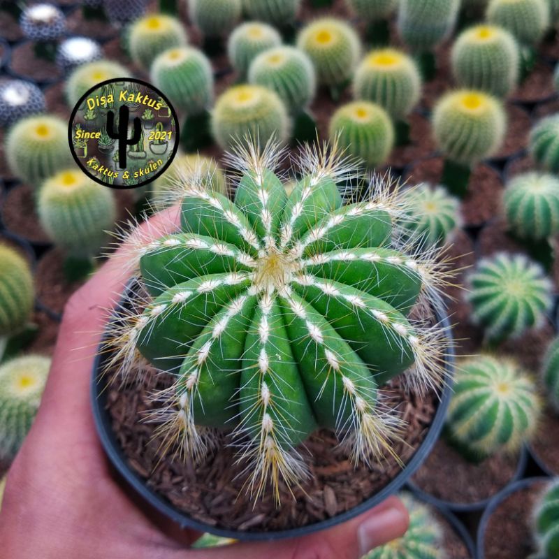 KAKTUS SKULEN - kaktus noto cluster