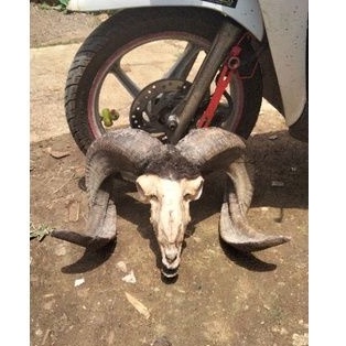 tanduk domba Garut bahan kerajinan tanduk domba