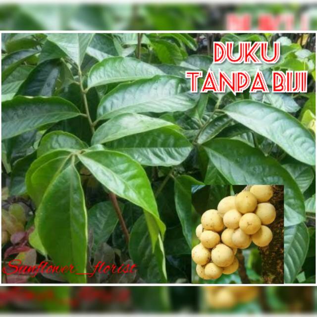 Bibit Buah Duku Tanpa Biji