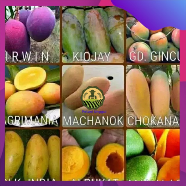 Paket empat bibit mangga import - super genjah