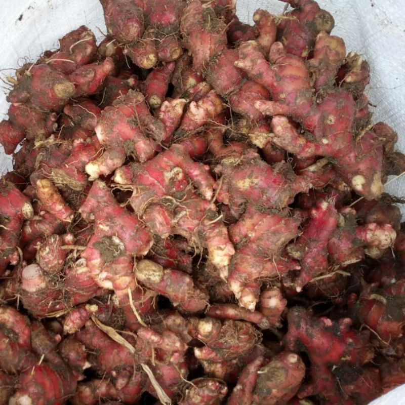 

1kg jahe merah super segar tua UKURAN KECIL bisa untuk bibit