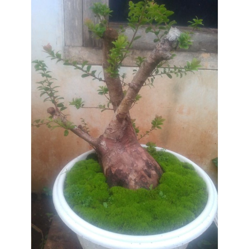 BONSAI SANTIGI / BONSAI SANTIGI MURAH / BONSAI CANTIK