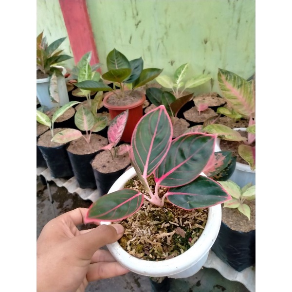 aglonema Khanza