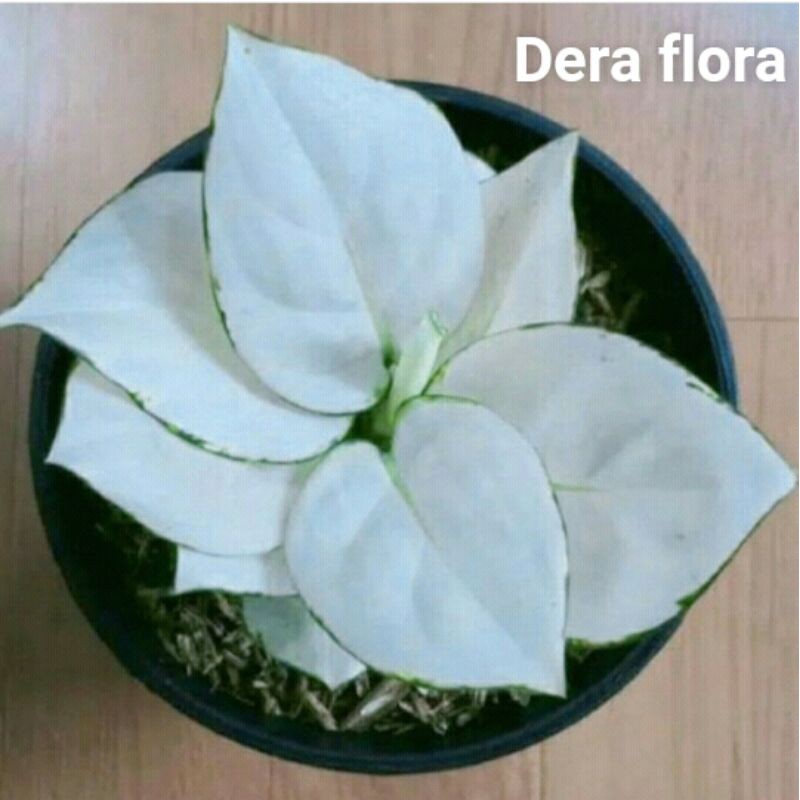 Aglonema Super White (BONGGOL)