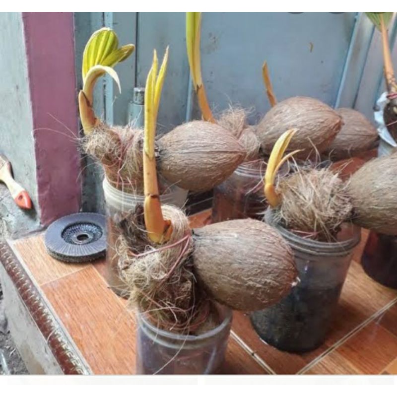 bibit bonsai kelapa hias terbaik