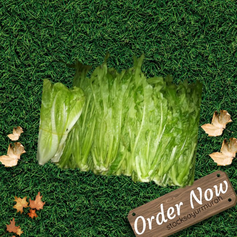 

ROMAINE