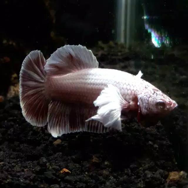 Ikan Cupang Dumbo Ear Shopee Indonesia