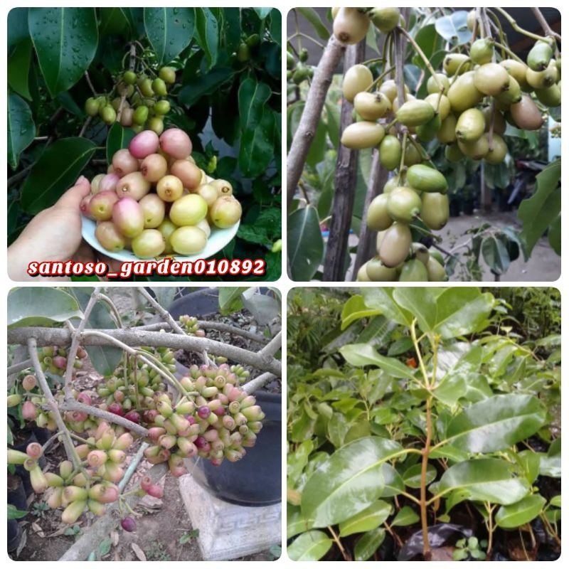 Bibit juwet putih