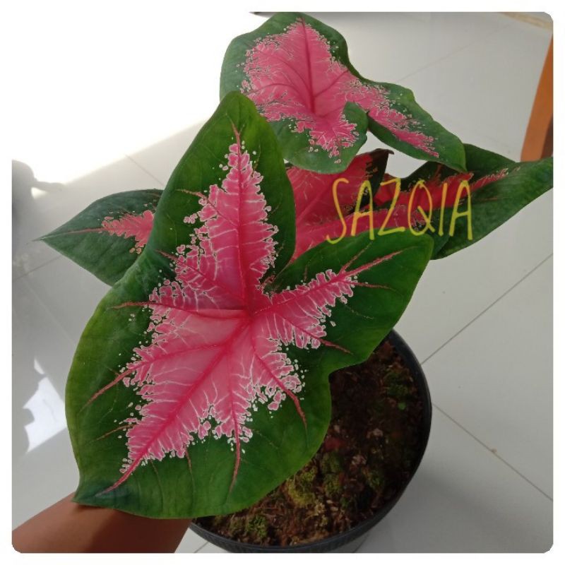 alocasia red joker / caladium spiderman