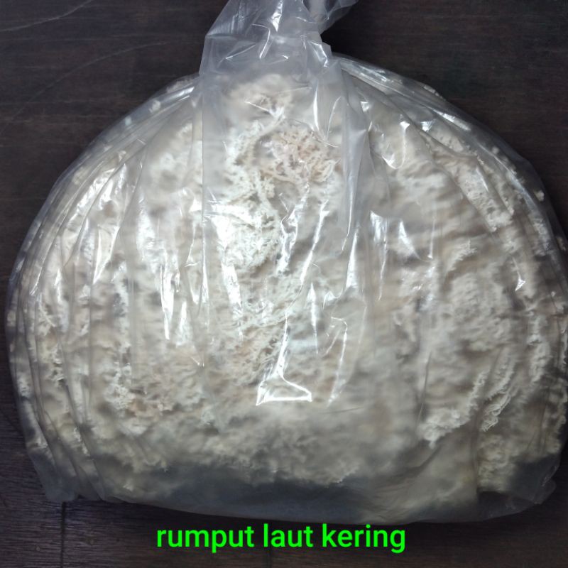 

rumput laut