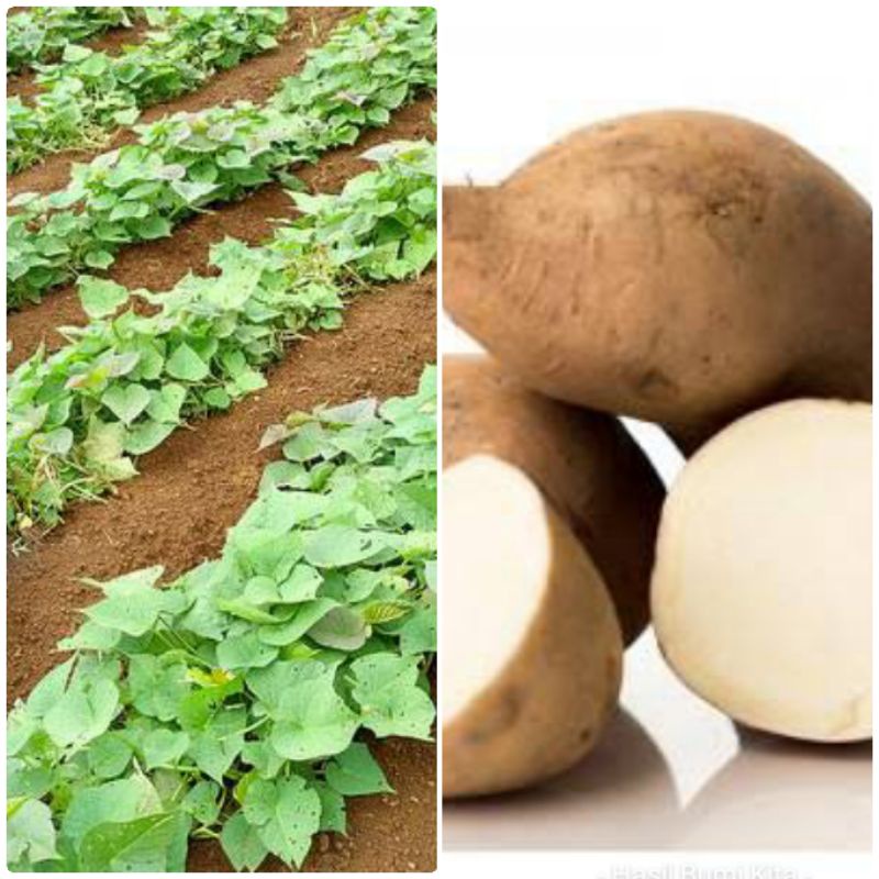 Bibit Ubi Jalar Putih Tanaman Herbal Ubi Jalar Jepang 35 CM tanaman kebun Ubi Putih Merambat