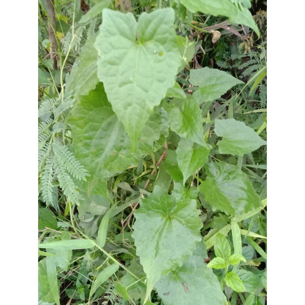 

Daun sembung rambat segar herbal 250 gr