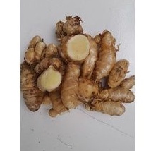 

KUNYIT PUTIH ATOU HERBAL KUNYIT PUTIH SEGAR UNTUK HERBAL per 1kg