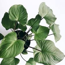 TANAMAN HIAS HAMALOMENA