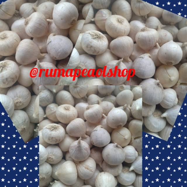 

Bawang putih tunggal bawang lanang 500 gram