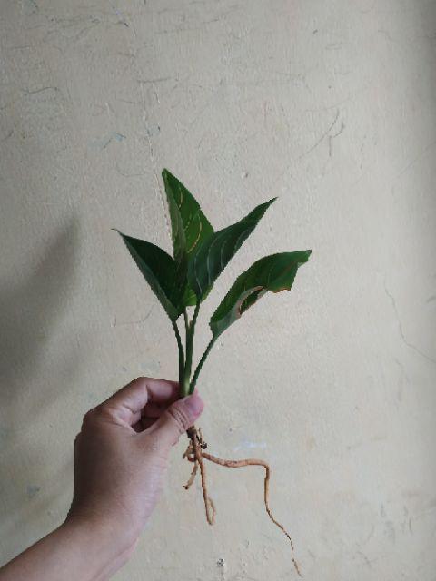 Jual Tanaman Aglonema Bigroy Melayani Ecer Maupun Partai Besar Per 10 Lebih Murah
