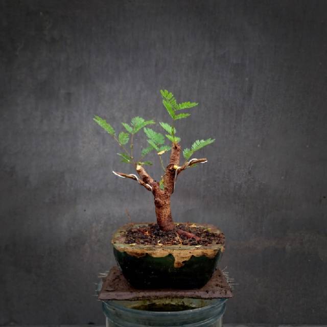 Bahan bonsai shito - mame petai cina / lamtoro