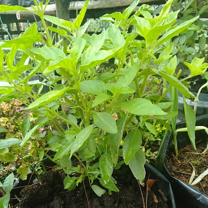 

Daun kemangi segar