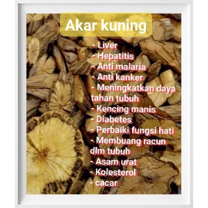 

Akar Bajakah Kuning