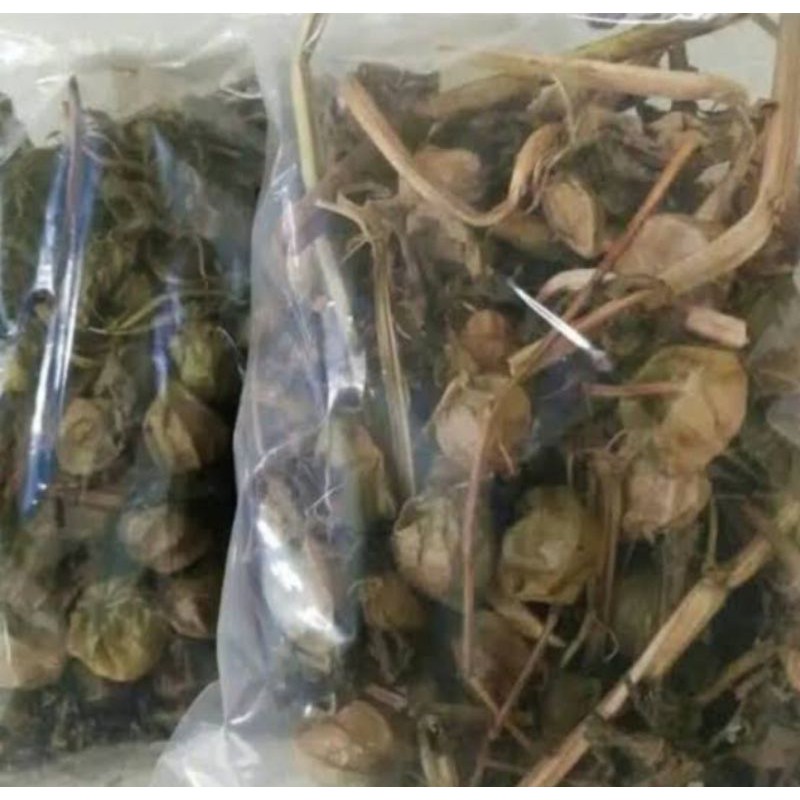 

Daun ciplukan kering 100 gram
