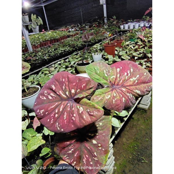 Caladium Black mamba Keladi cantik