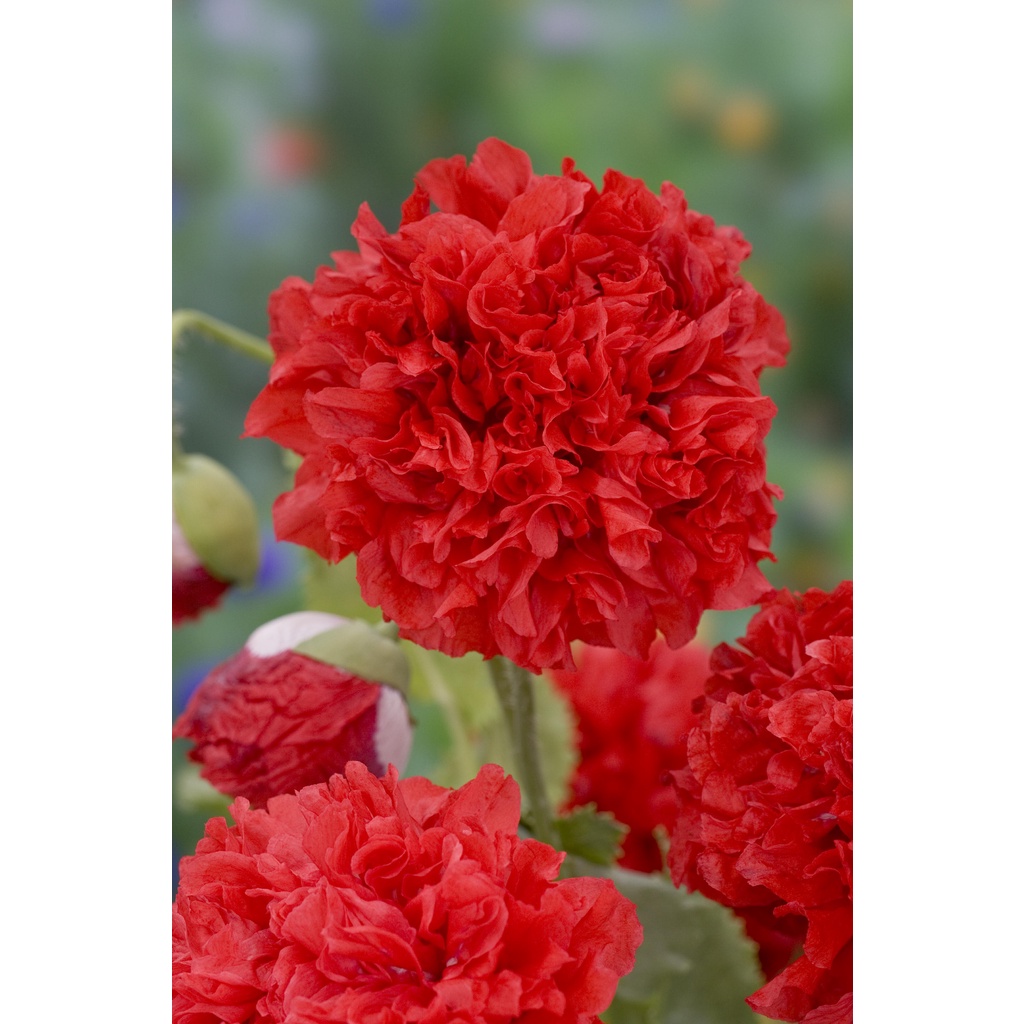 Benih Bibit Biji - Bunga Poppy Papaver Somniferum Scarlet Red Peony Flower Seeds - IMPORT